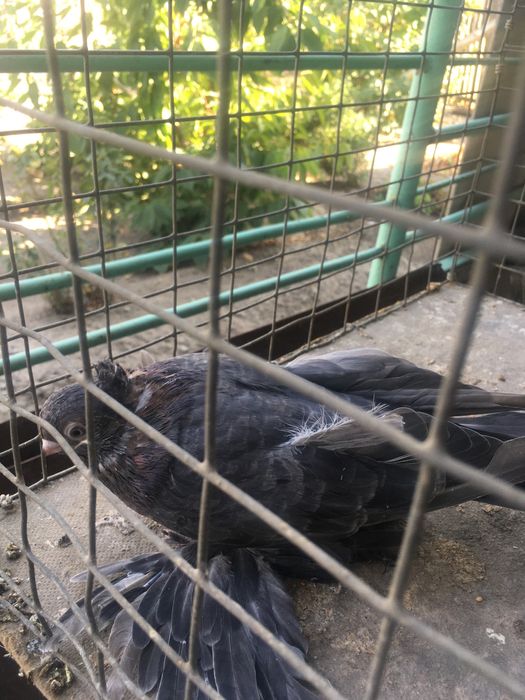 Продам самца кишмиш молодой