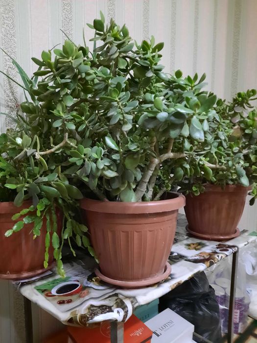 Продаются комнатные цветы Толстянка также известные как Денежные цветы