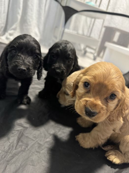 Кученца кокер шпаньол