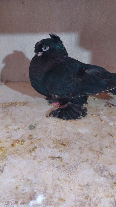 Голуби самка черная двухчубый кептер