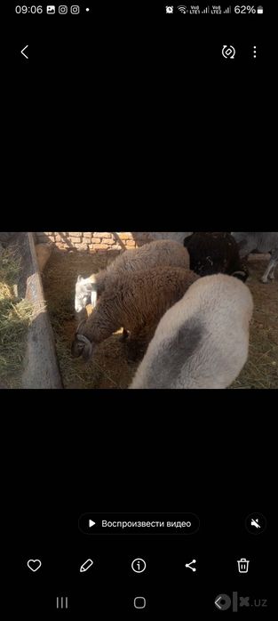 Кузи кучкорлар сотилади галишамиз