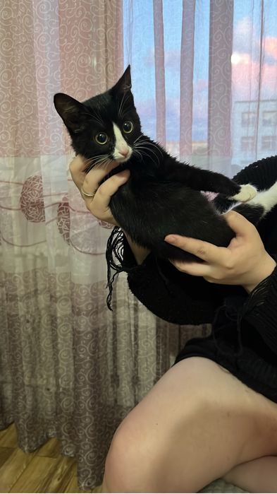 Отдам котенка бесплатно