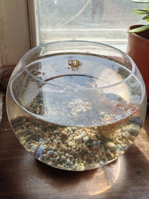 Петушок, аквариум круглый