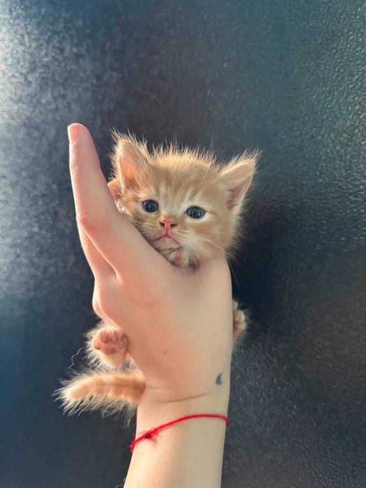 Отдам красивых котят!!!