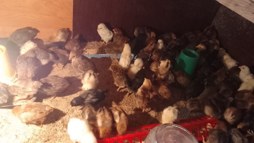 Продам домашних цыплят