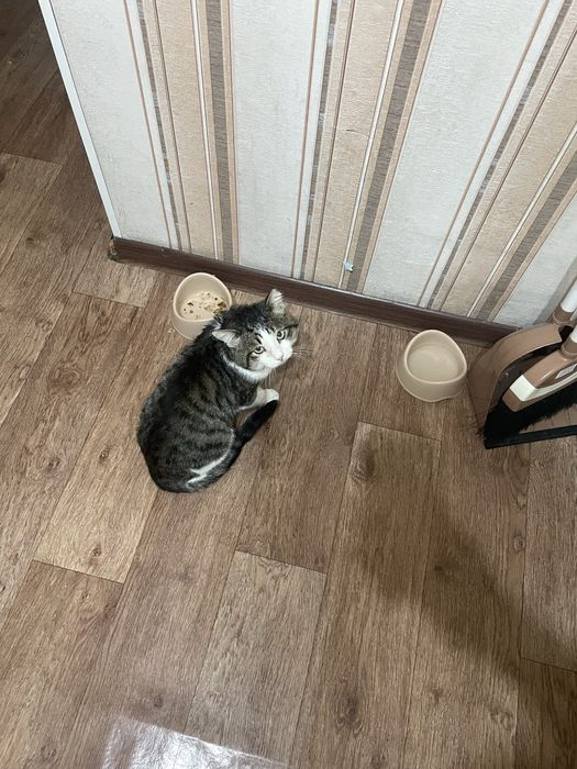 Отдам в добрые руки ласкового ко