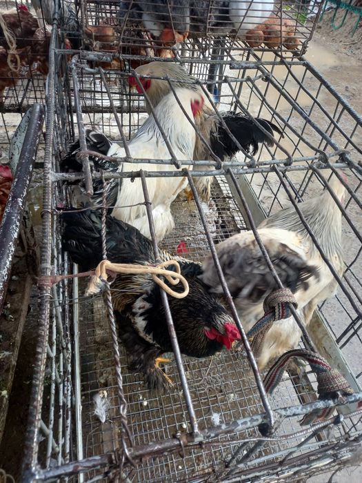 Porno va marixuana onlayn