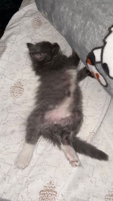 Котенок, только в добрые руки