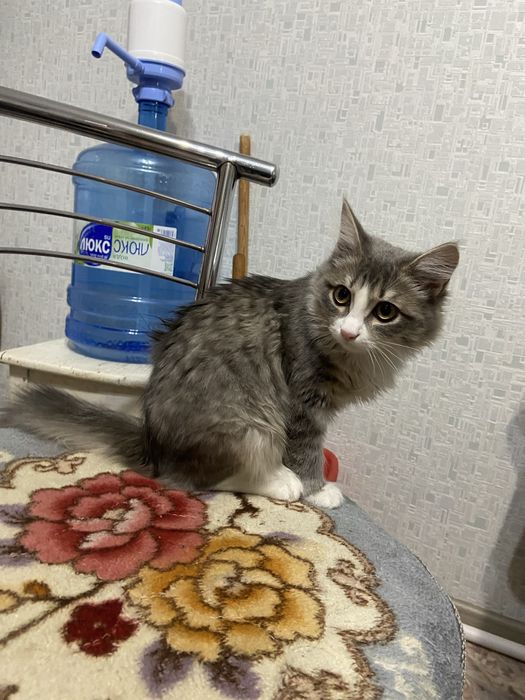 Кошка отдам бесплатно