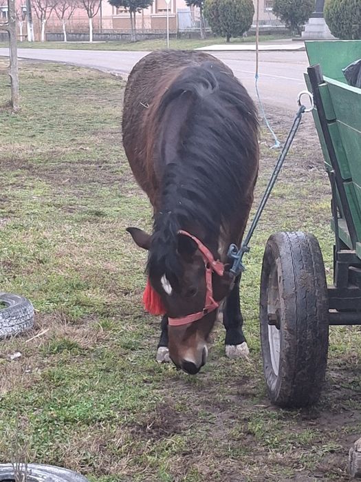 De vânzare mânza 1,5 de  ani
