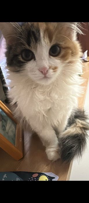 Отдам в добрые руки,