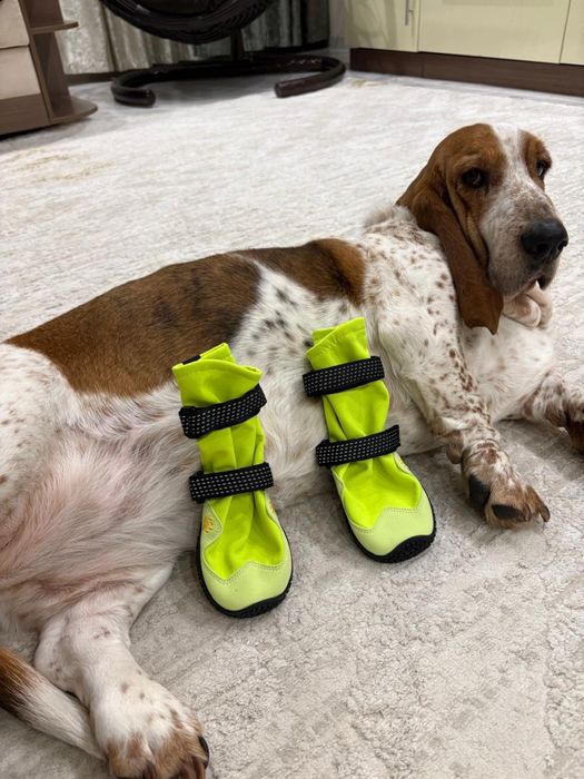 Ботинки доя собак