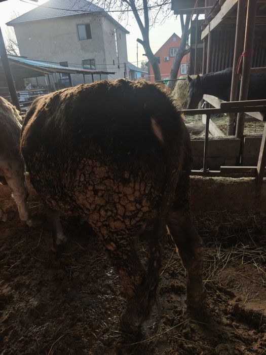 Продам бычков с откорма