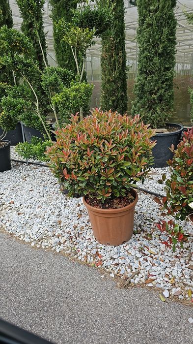 Photinia-Pon pon - Spirale-Catalpa -eunymus