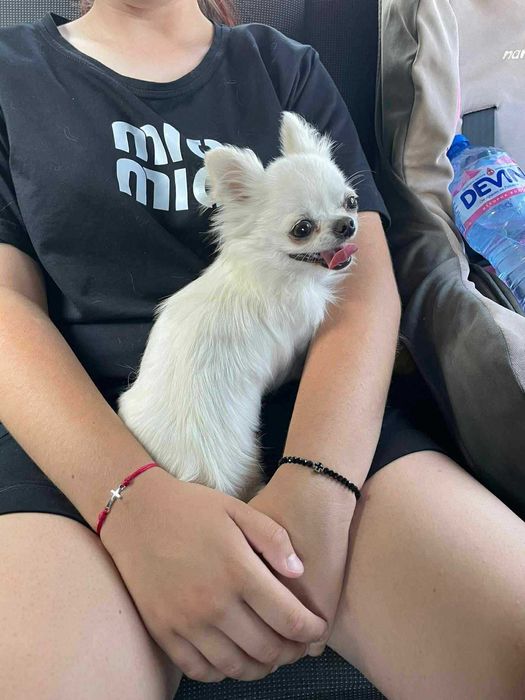 Мини чихуахуа женско