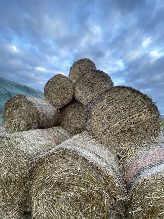 Baloti de paie 120-120