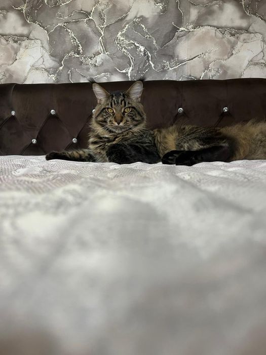 Кот Мейн Кун На Вязку