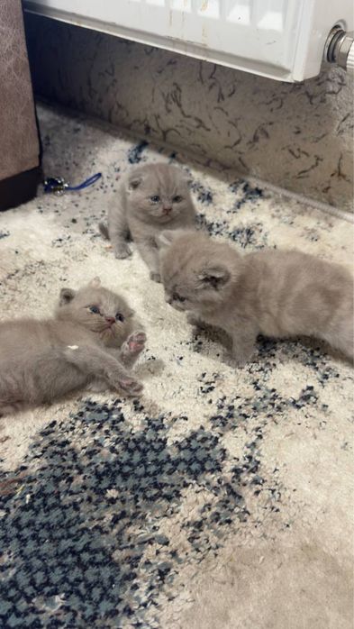 Кошки лиловые 1,5 месяца.
