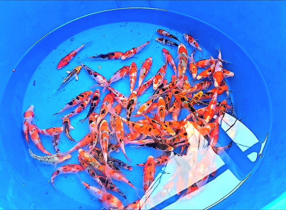 Crapi koi diverse mărimi și varietati