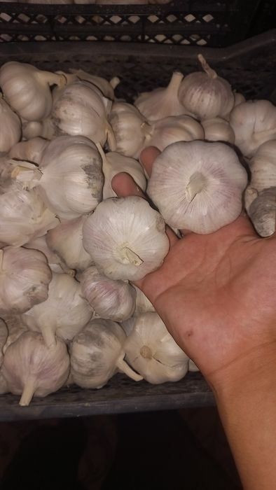 Chesnok xolati yaxshi nomer qoldirdim tel qilishila mumkin