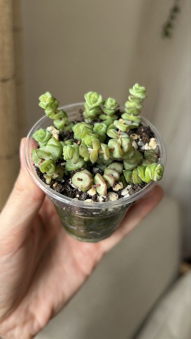 Крассула хоттентот