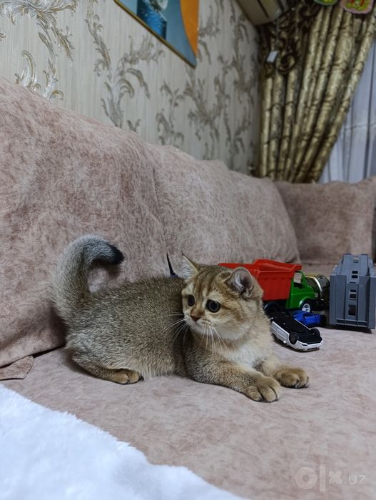 Золотая шиншилла