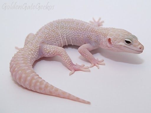 Эублефар самец супер сноу Альбина