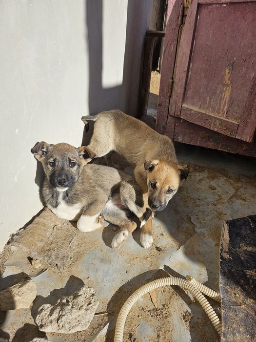 Кушиклер ди бесплатно берип жиберемиз