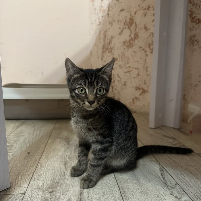 Котенок в хорошие руки