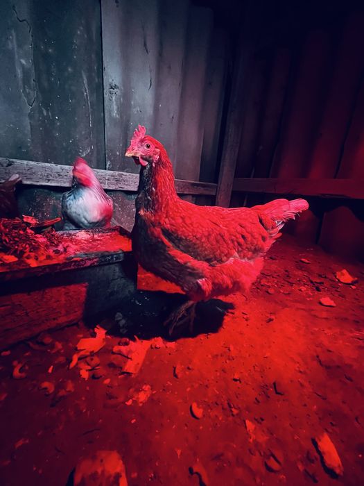 Продоется куры ломон браун