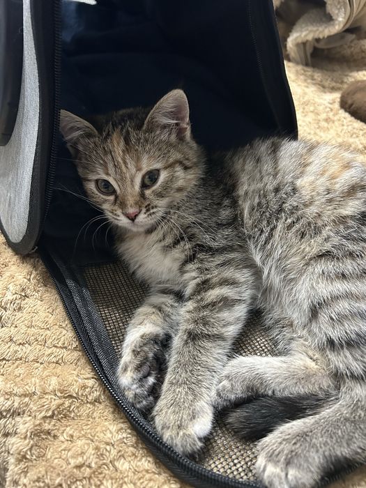 Кошка ищет новый дом!