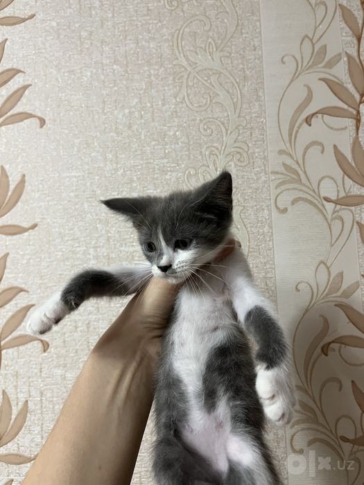 Отдаю в хорошие руки