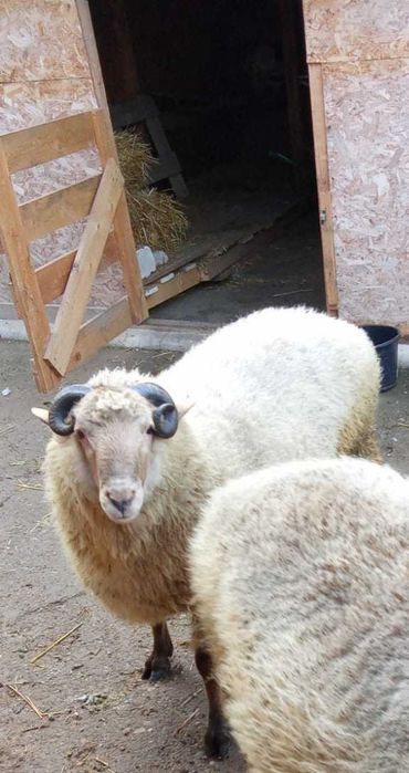 Vand berbec 2 ani  15 mil negociabil in limita bunului simt!!