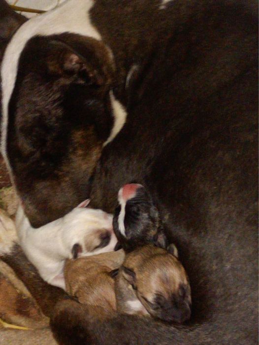 Ит. Сатылады бультерера