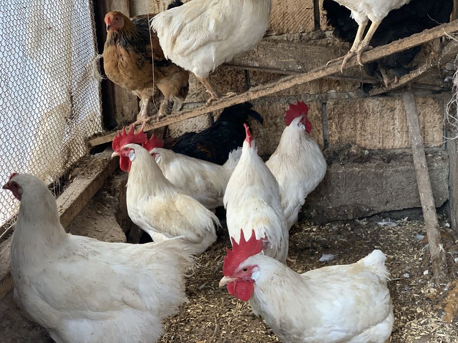 Әтештер сатылады!