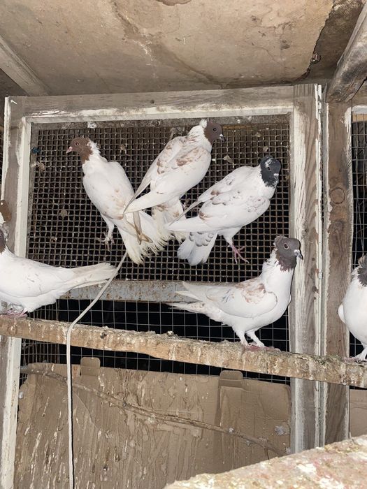 Голуби иранцы пара