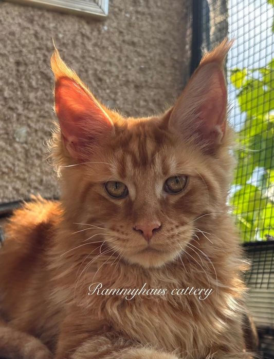 Felisa autorizata WCF, vinde pisoi cu pedigree, rasa Maine coon