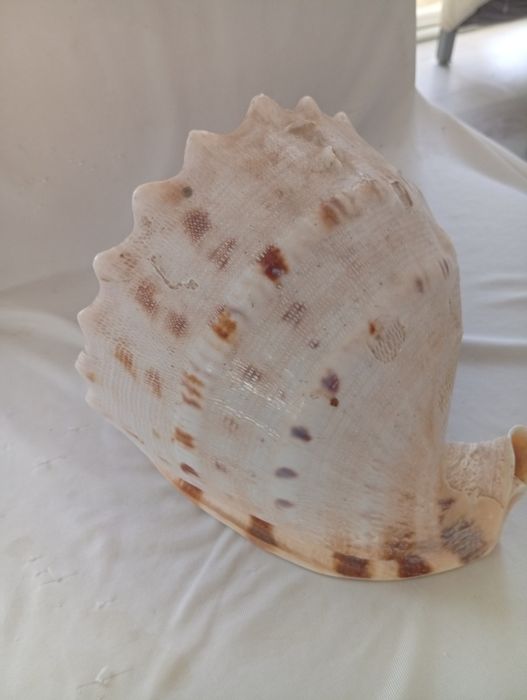 Vând scoica uriașă din atlantic