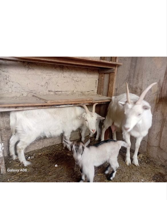 Залини Улица центральный 41