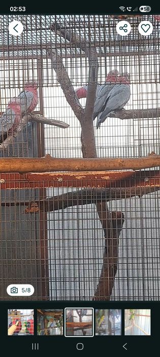 Papagali  diferite varietăți