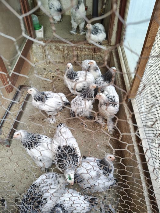 Cocoș , găini si pui Brahma Herminat deschis
