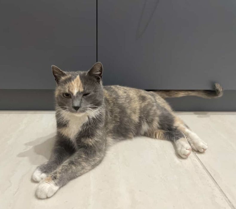 Ласковая кошечка ищет дом