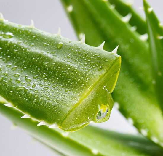 Алоэ лечебное, большие листы