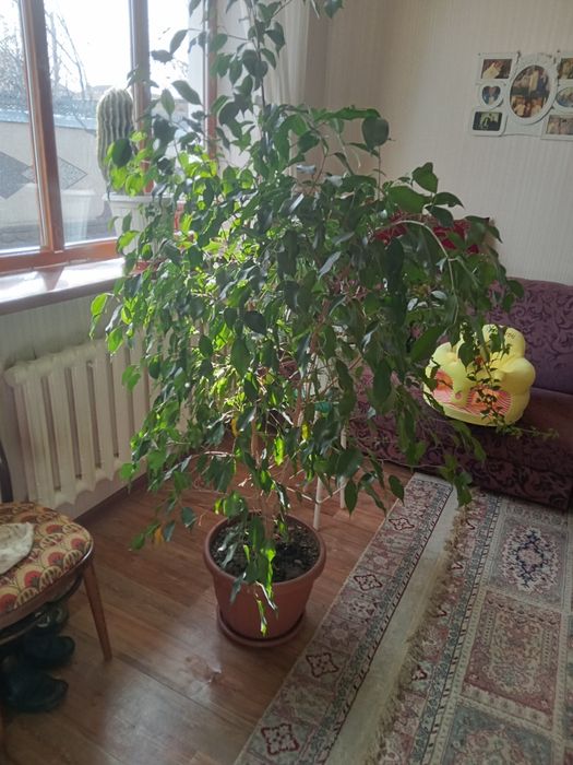 Продается большой фикус