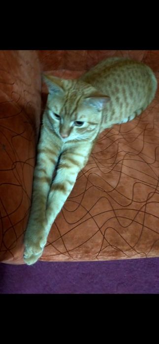 Срочно! Пристраивается котик