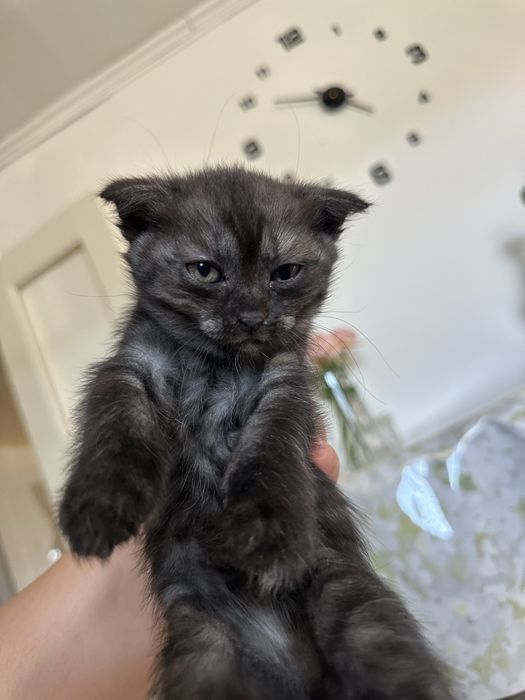 Котята добрым любящим хозяевам