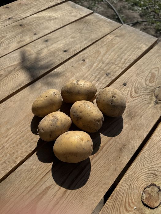 Продам семенной картофель