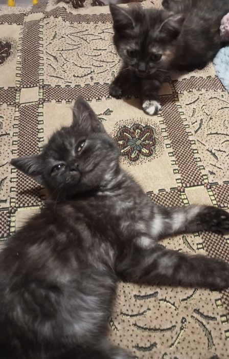Отдам котят от британской кошки