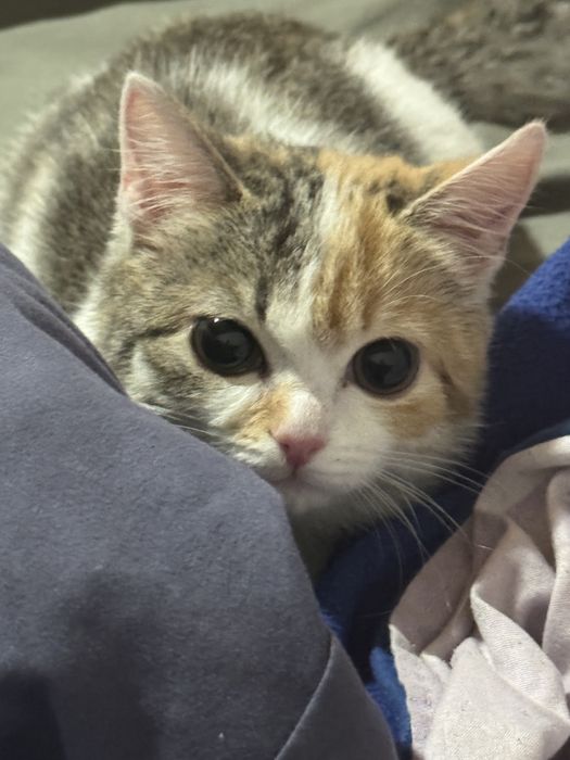 Котёнок, 5 месяцев