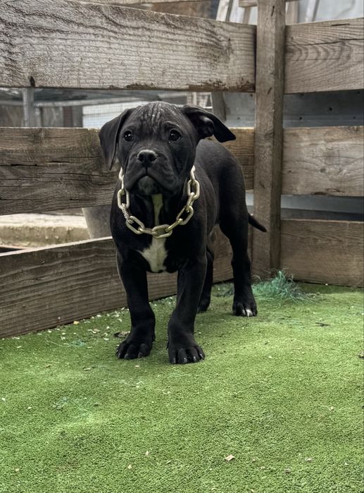 Mascul amstaff  negru